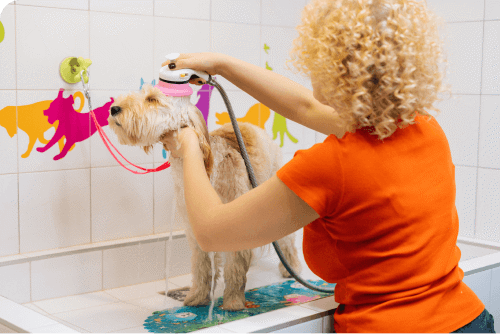 Dog Groomiung Parlour Using Business Water to Clean a Dog